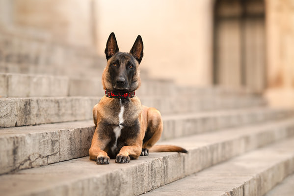 Photograph Laura Quintanel Malinois En Ville on One Eyeland