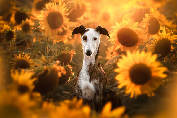 Photograph Laura Quintanel Tournesol on One Eyeland