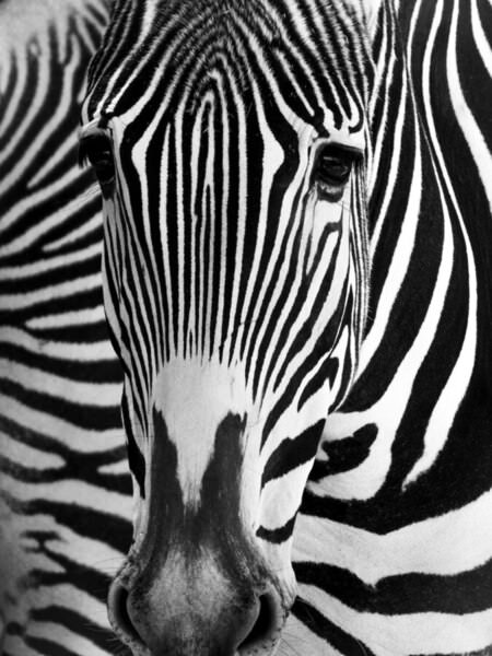 Photograph Vasco Inglez Zebra on One Eyeland