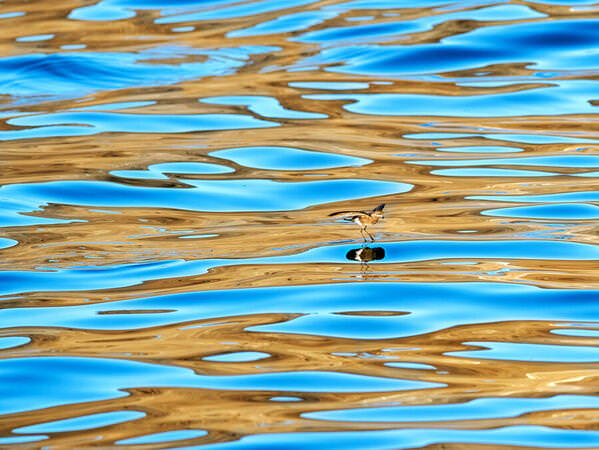 Photograph Liza Kirina Reflections On Sea And The Bird on One Eyeland
