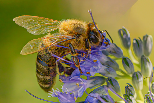 Photograph Rudolf Neuhold Honey Bee on One Eyeland