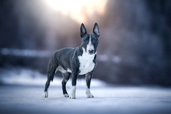 Photograph Laura Quintanel Le Bull Terrier Intrepide on One Eyeland