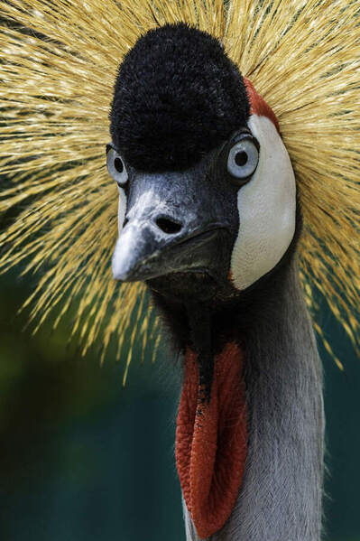 Photograph Ricardo Ferreira Striking Eyes on One Eyeland