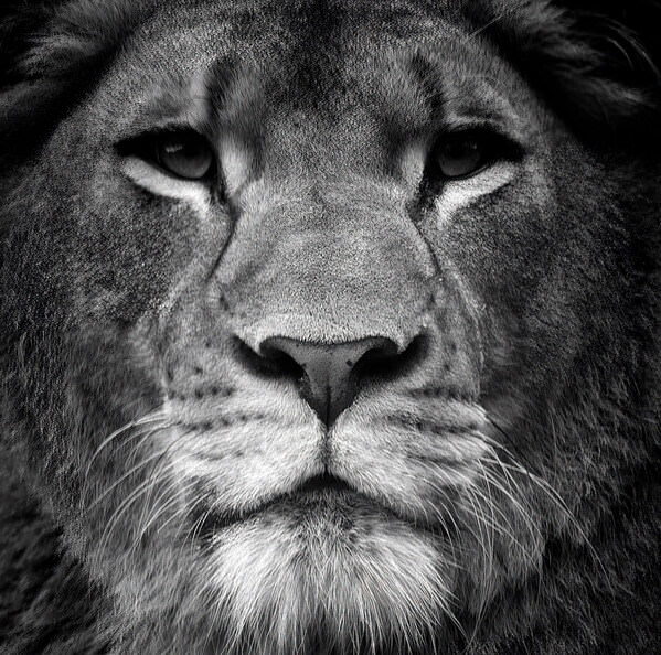 Photograph Luiz Paulo Grinberg Lioness on One Eyeland