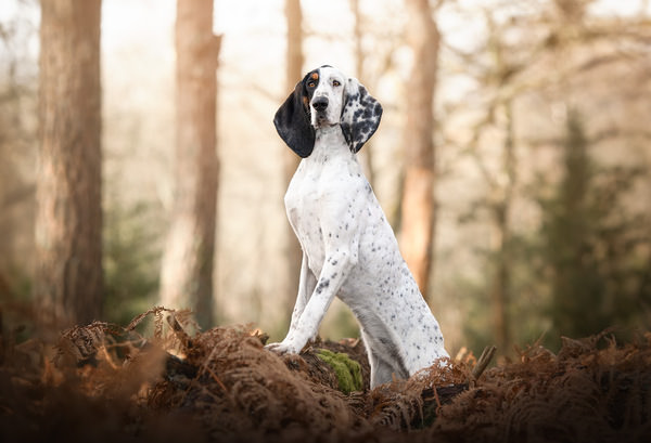 Photograph Laura Quintanel Patte De Bois on One Eyeland