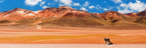 Photograph Claude Bossel Curious Desert Fox In The Uyuni Desert Of Bolivia on One Eyeland