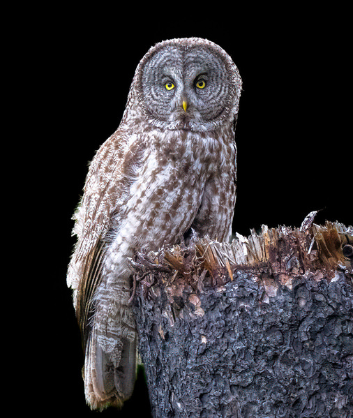 Photograph Benny Chung Grey Great Owl Portrait on One Eyeland