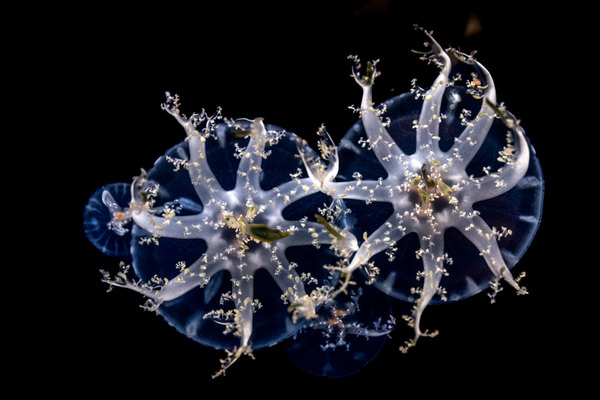 Photograph Ryuta Suzuki Jellyfish on One Eyeland