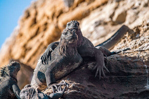 Photograph Liza Kirina Iguanas Love Story on One Eyeland
