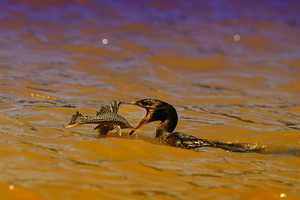 Photograph Luiz Paulo Grinberg Cormorant Versus Pleco Fish on One Eyeland