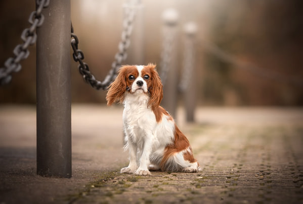 Photograph Laura Quintanel Le Chef Cavalier King Charles on One Eyeland
