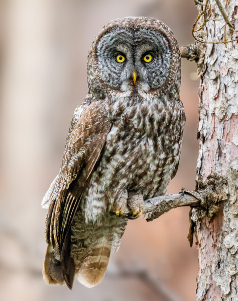 Photograph Benny Chung Eye Contact on One Eyeland