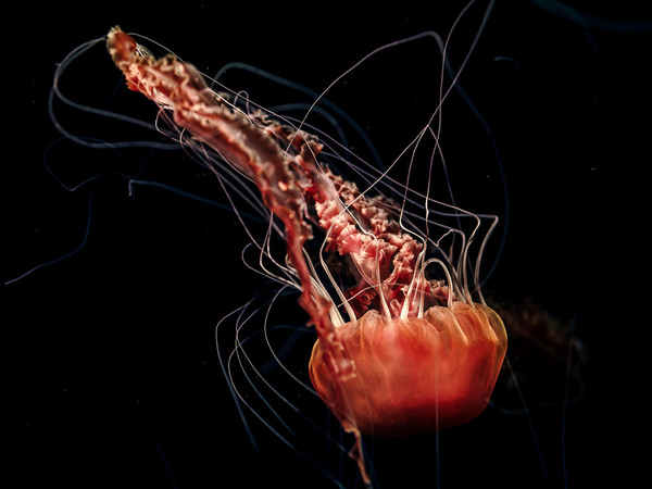 Photograph Aliace Uesan Falling Jellyfish on One Eyeland