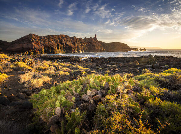 Photograph Marc Barthelemy Sunset Surrounded By Cactuses on One Eyeland