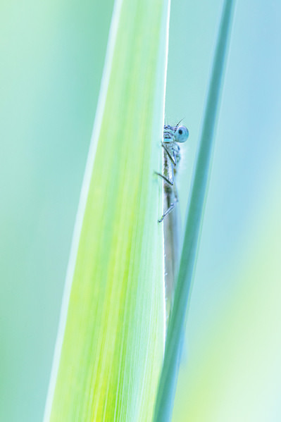 Photograph Olivier Colle The Watcher on One Eyeland