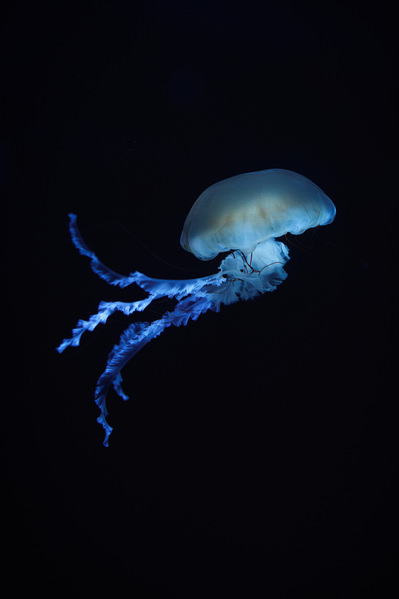 Photograph Setsuna Kurouzu Jellyfish on One Eyeland