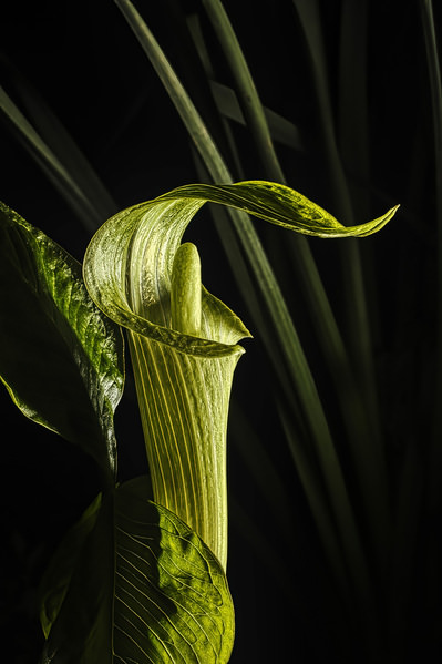 Photograph Larry Hamill Jack In The Pulpit on One Eyeland