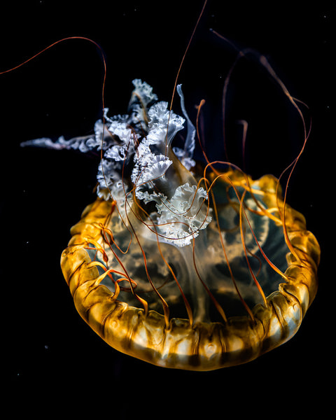 Photograph Aliace Uesan Chrysaora Fuscescens on One Eyeland