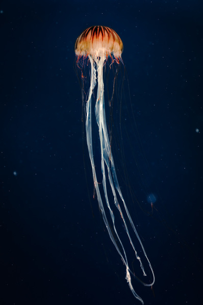 Photograph Aliace Uesan Vertical Jellyfish on One Eyeland