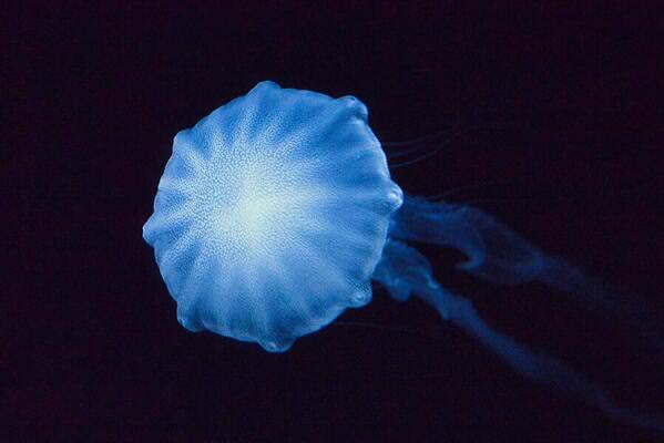 Photograph Hiro Hiro Jellyfish7 on One Eyeland
