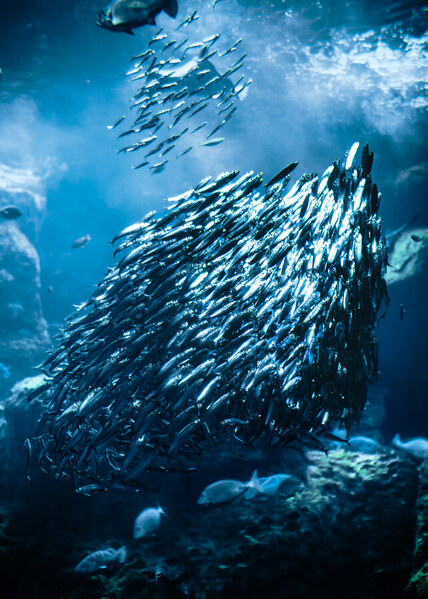 Photograph Aliace Uesan Sparkling Underwater on One Eyeland