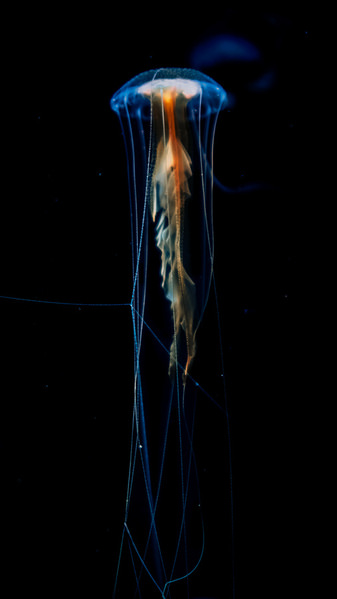 Photograph Aliace Uesan Floating Jellyfish on One Eyeland