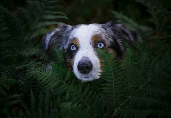 Photograph Ollivier Marc Blue Eyes Blue on One Eyeland