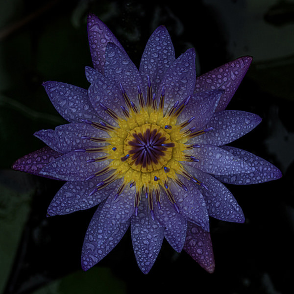 Photograph Setsuna Kurouzu Blue Lotus on One Eyeland