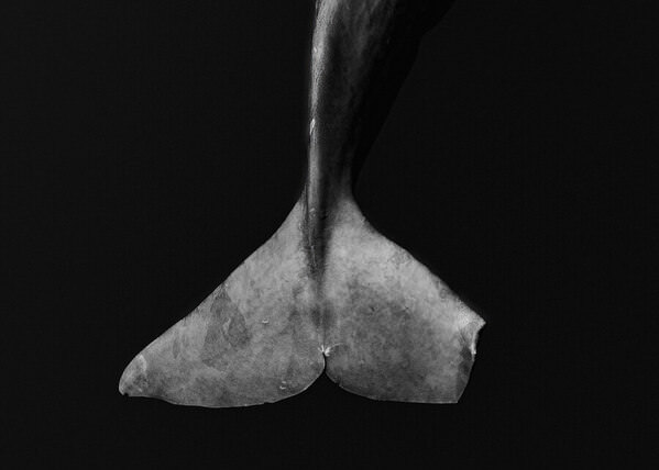 Photograph Chen Wen Hua Life Marks Of The Sperm Whale on One Eyeland