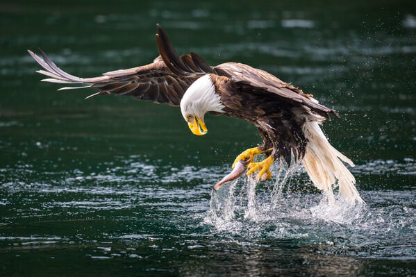 Photograph Benny Chung Working Hard With The Fish on One Eyeland