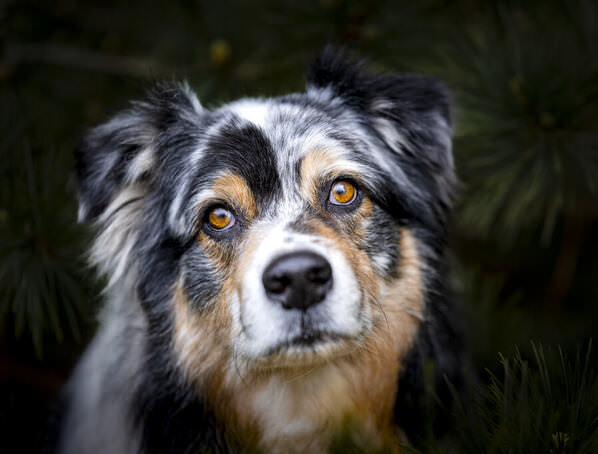 Photograph Ollivier Marc A Golden Glance on One Eyeland