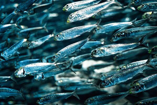 Photograph Hiro Hiro Fish on One Eyeland