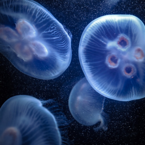 Photograph Aliace Uesan Jellyfish Time on One Eyeland