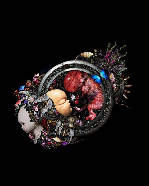 Photograph Clam Noise Symbiosis on One Eyeland