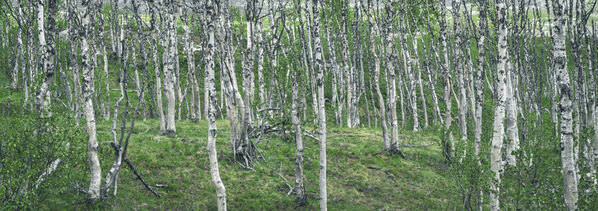 Photograph Petri Damsten Birch Forest on One Eyeland