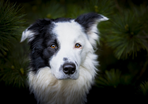 Photograph Ollivier Marc Amazing Brodie on One Eyeland