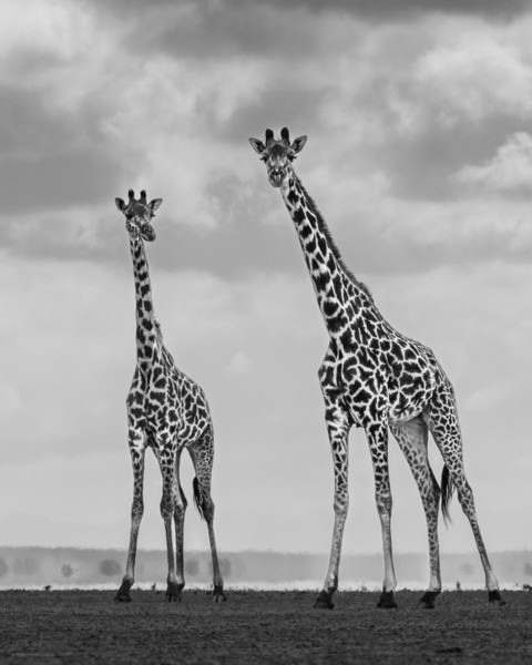 Photograph Alessandro Marena Curiosity on One Eyeland