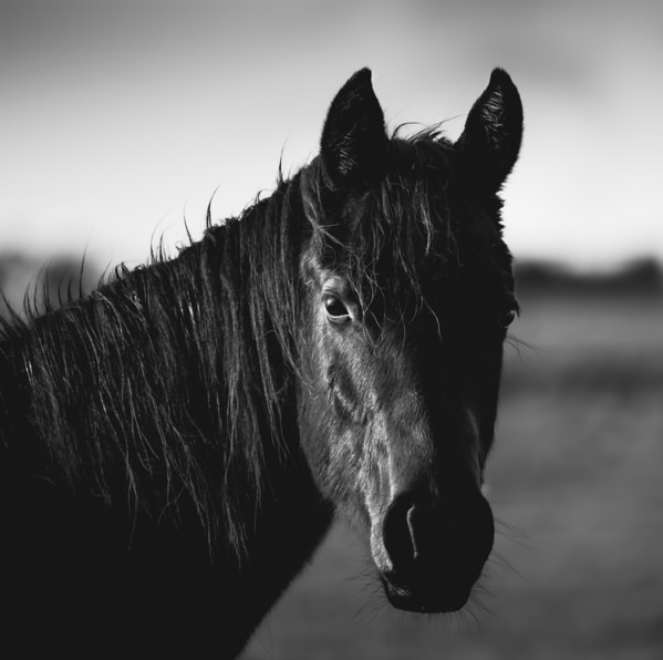 Photograph Ollivier Marc Black Beauty on One Eyeland