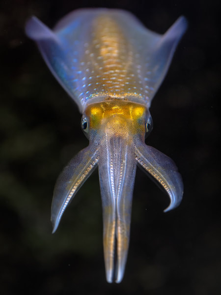 Photograph Aliace Uesan Squid on One Eyeland