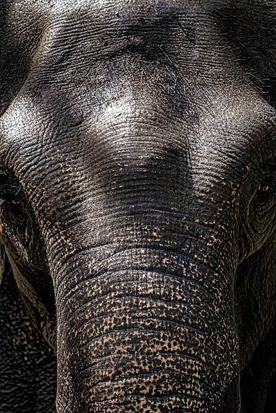 Photograph Hiro Hiro Elephant on One Eyeland