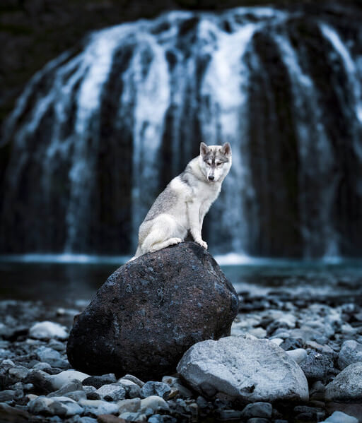 Photograph Ollivier Marc The Call Of The Wild on One Eyeland