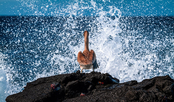 Photograph Amit Misra Never Too Cold For A Splash on One Eyeland