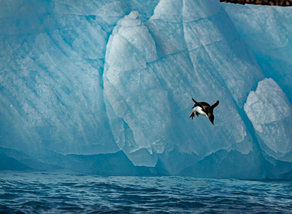 Photograph Neal Weisenberg Adelie Diving 1 on One Eyeland