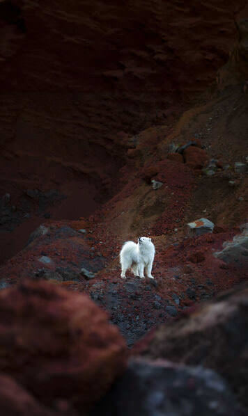 Photograph Ollivier Marc Howling At The Mooonnn on One Eyeland