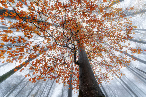 Photograph Markus Albert Still on One Eyeland