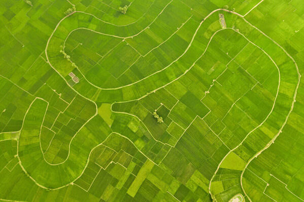 Photograph Azim Khan Ronnie Paddy Field on One Eyeland