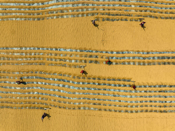 Photograph Azim Khan Ronnie Drying Paddy on One Eyeland