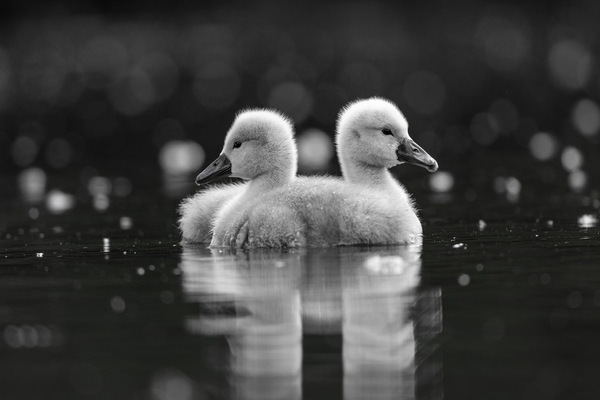 Photograph Azim Khan Ronnie Swan Baby on One Eyeland