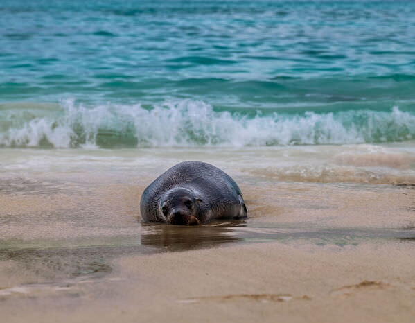 Photograph Amit Misra Beach Vacation on One Eyeland