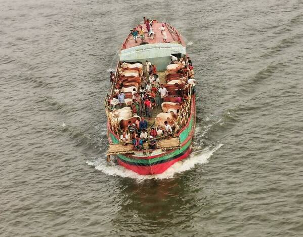 Photograph Azim Khan Ronnie Cow On Boat on One Eyeland